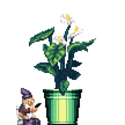 White Anthurium in Bucket pot with Toilet Gnome
