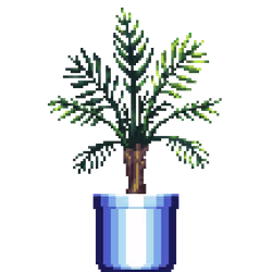 Areca Palm in Large Blue pot