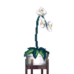 White Orchid in Elevated Wood pot