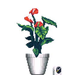 Red Anthurium in Cone pot with Alarm Clock