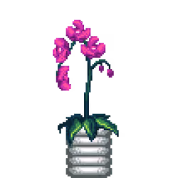 Purple Orchid in Rings pot