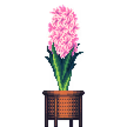 Pink Hyacinth in Cherry Wood Rattan pot