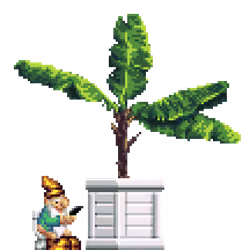 Banana Tree in Wood Crate pot with Toilet Gnome