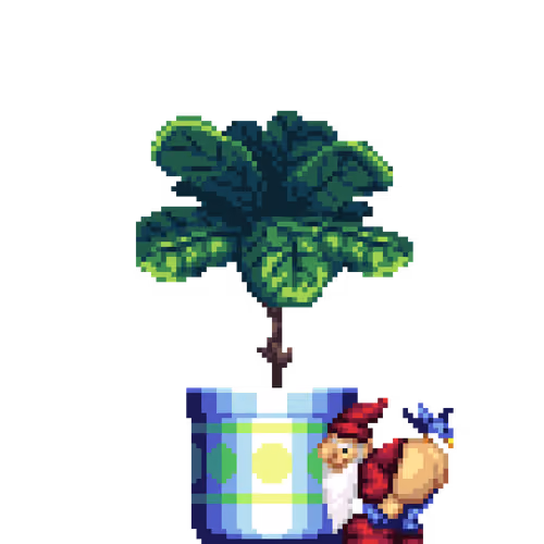 Fiddle-Leaf Fig in Large Pattern pot with Sexy Gnome