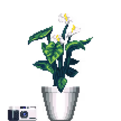 Item Media