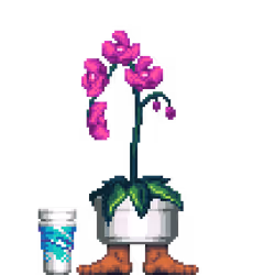 Purple Orchid in Feet pot with Jazz Double Cup