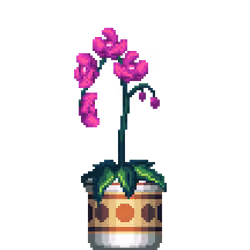 Purple Orchid in Large Premium Pattern pot