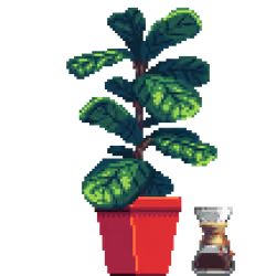Fiddle-Leaf Fig in Square pot with Chemex