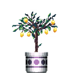 Lemon Tree in Large Pattern pot