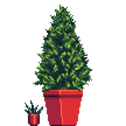 Cedar Pine in Square pot with Mini Aloe