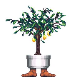 Lemon Tree in Feet pot