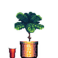 Fiddle-Leaf Fig in Large Felt Zine Pinstripe pot with Party Cup