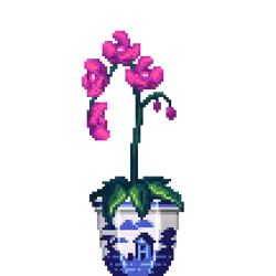 Purple Orchid in Porcelain pot