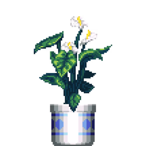 White Anthurium in Large Pattern pot