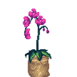 Purple Orchid in Burlap Sack pot