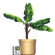 Banana Tree in Large Light Clay pot with Gameboy