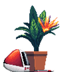 Bird of Paradise in Square pot with iMac