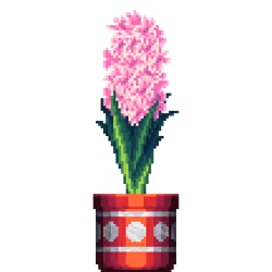 Pink Hyacinth in Large Pattern pot