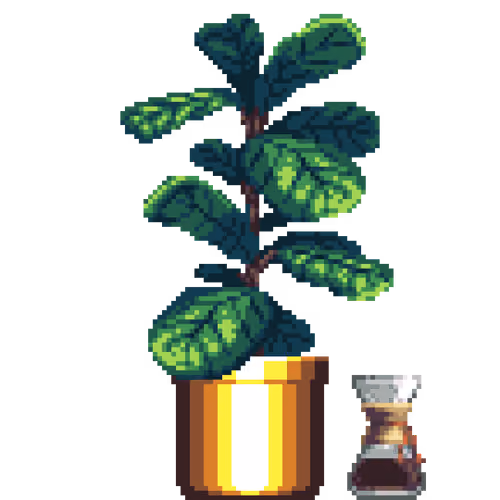 Fiddle-Leaf Fig in Large Gold pot with Chemex