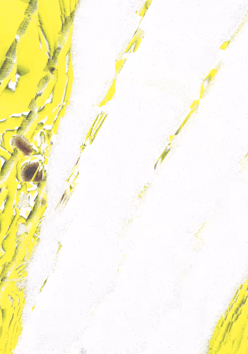 Item #12000081 Media