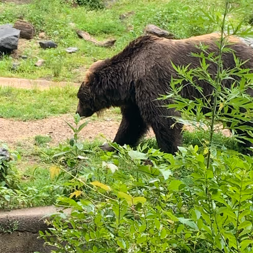 Bear - VUGuPXaTEt