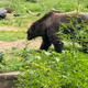 Bear - VUGuPXaTEt