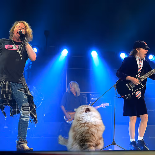 ACDC cat