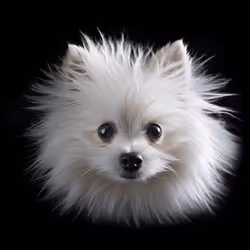 Kingdom Animalia #222
