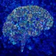 Cerebrum