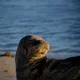 Seal The Memes