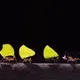 Meme Colony