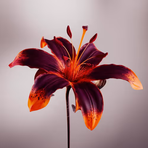 BLOOM-IGNIS #3/12