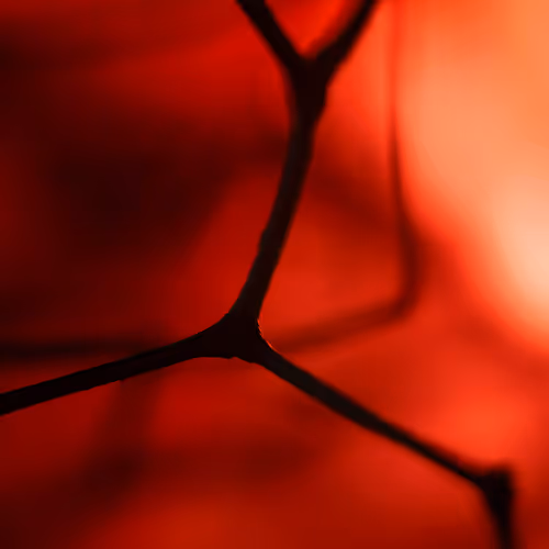 Arterial By Daniela Romanesi