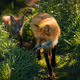 Foxes - CSRezffgY8