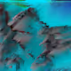SuperRareGlitches