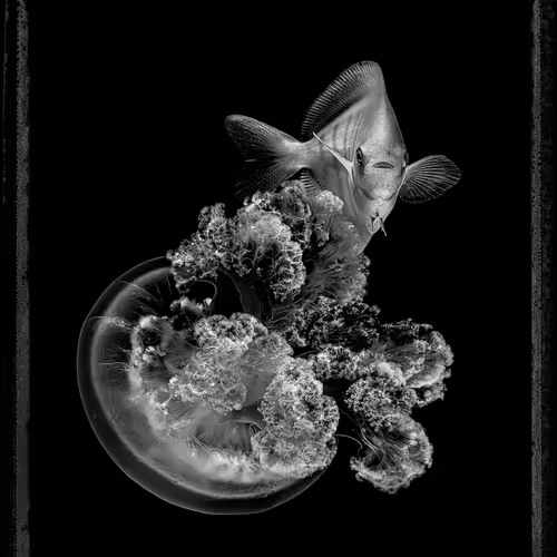 of aliens mermaids and medusas