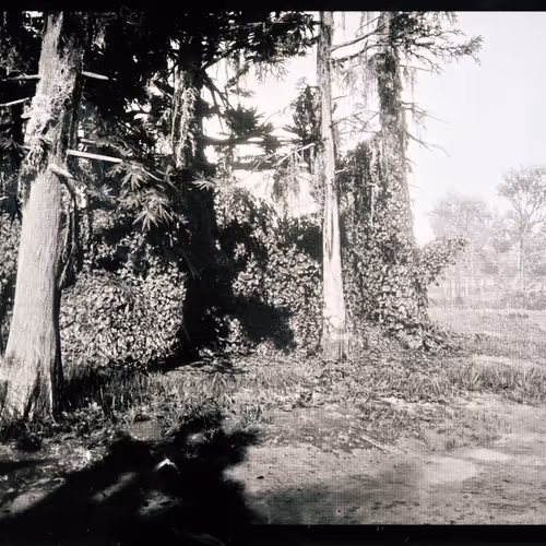 Untitled (RDR2) 27