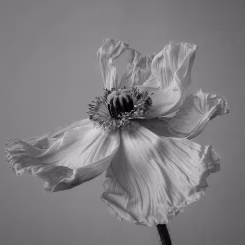 Poppy
