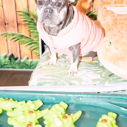 Crocodile dog
