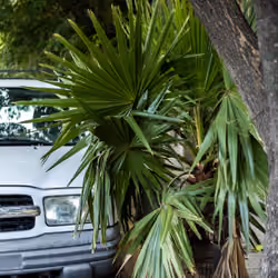 Palmera y Auto