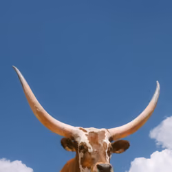 home on the range