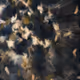 955696687