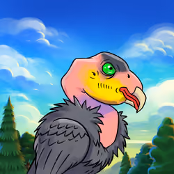 California Condor