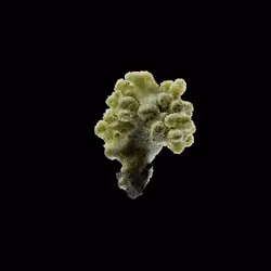 OG:Crystal 238