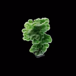 OG:Crystal 10166