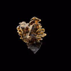 OG:Crystal 6904