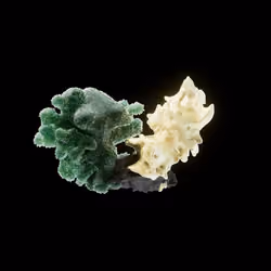 OG:Crystal 4243