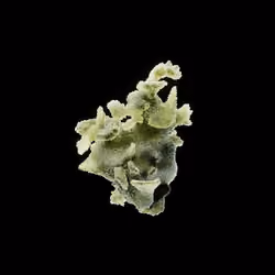 OG:Crystal 7487