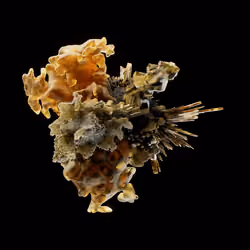 OG:Crystal 5151