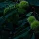 Autumn Green